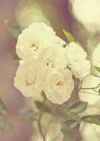 �������,Ȣ�ҿɺ�